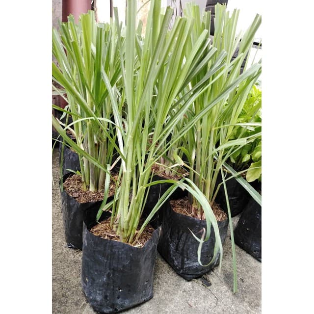 ตะไคร้ ตะไคร้แกง ตะไคร้ในถุงดำ 5.5 นิ้ว ตะไคร้พร้อมปลูกลงดินแล้ว Lemon grass ต้นตะไตร้