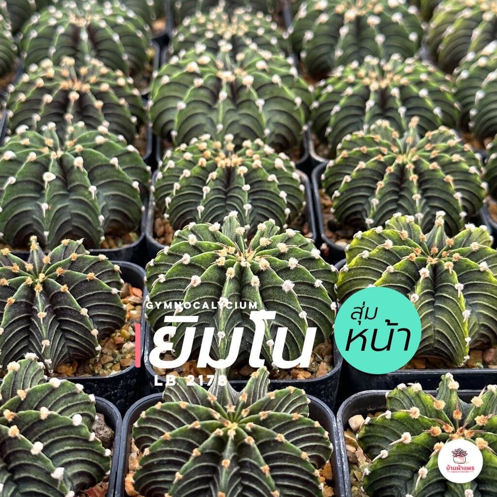 ยิมโน LB 2178 #สุ่มหน้า Gymnocalycium แคคตัส กระบองเพชร cactus&succulent