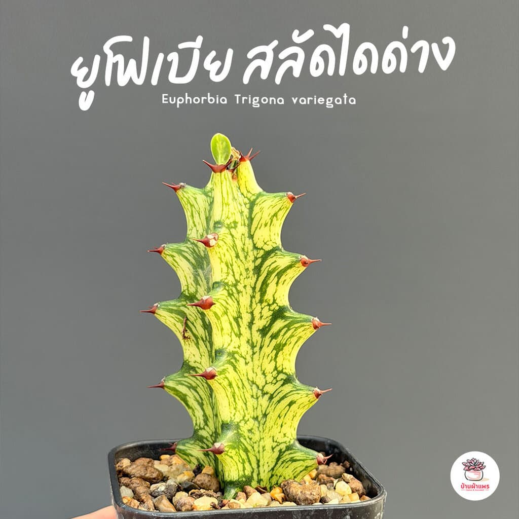 trigona