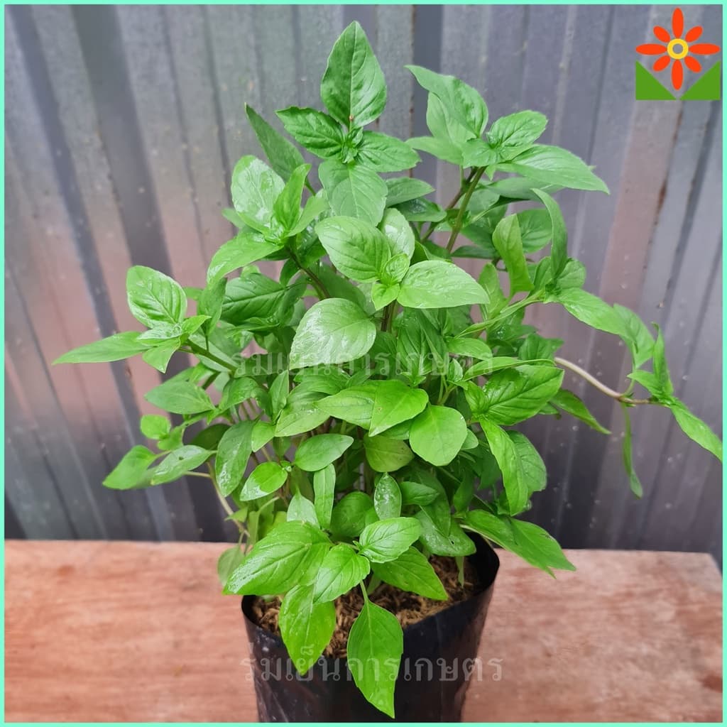 basil