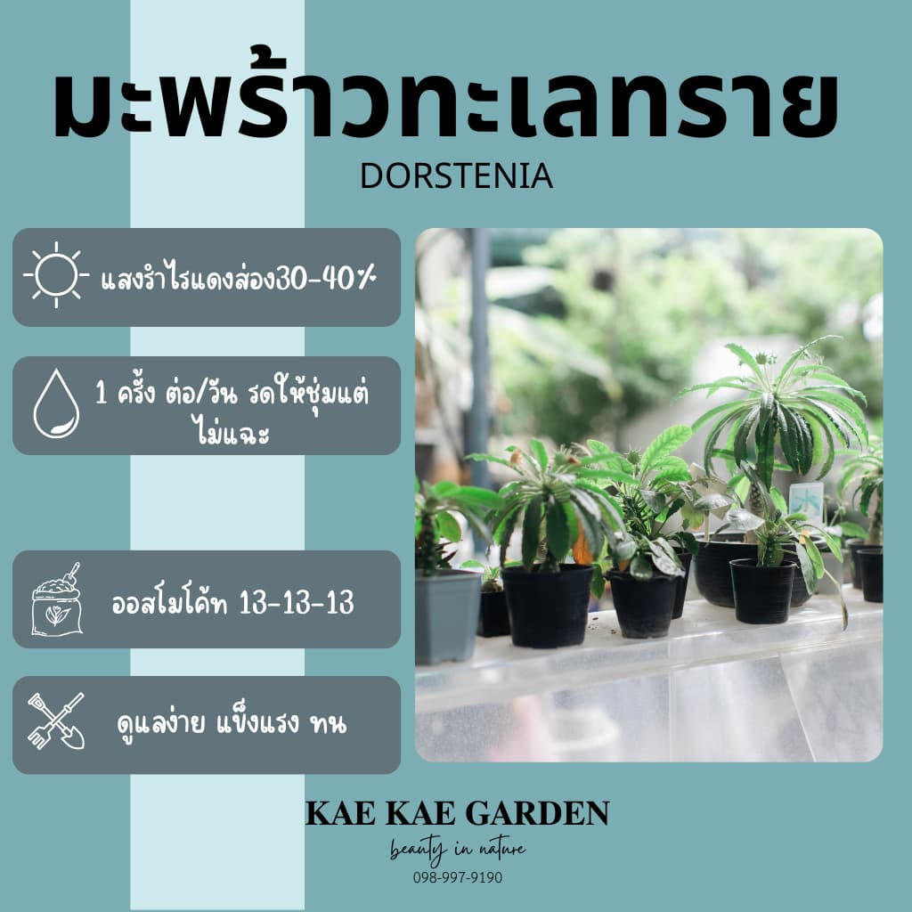 มะพร้าวทะเลทราย,มะพร้าวทะเลทรายใบกลมDorstenia Crispa,มะพร้าวทะเลทราย ฮอร์วูดE00041