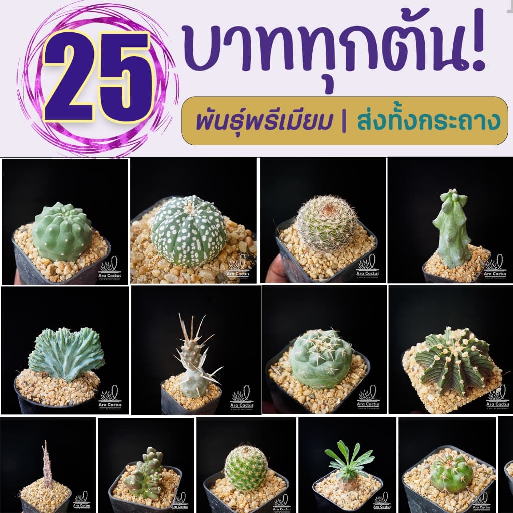 cactus
