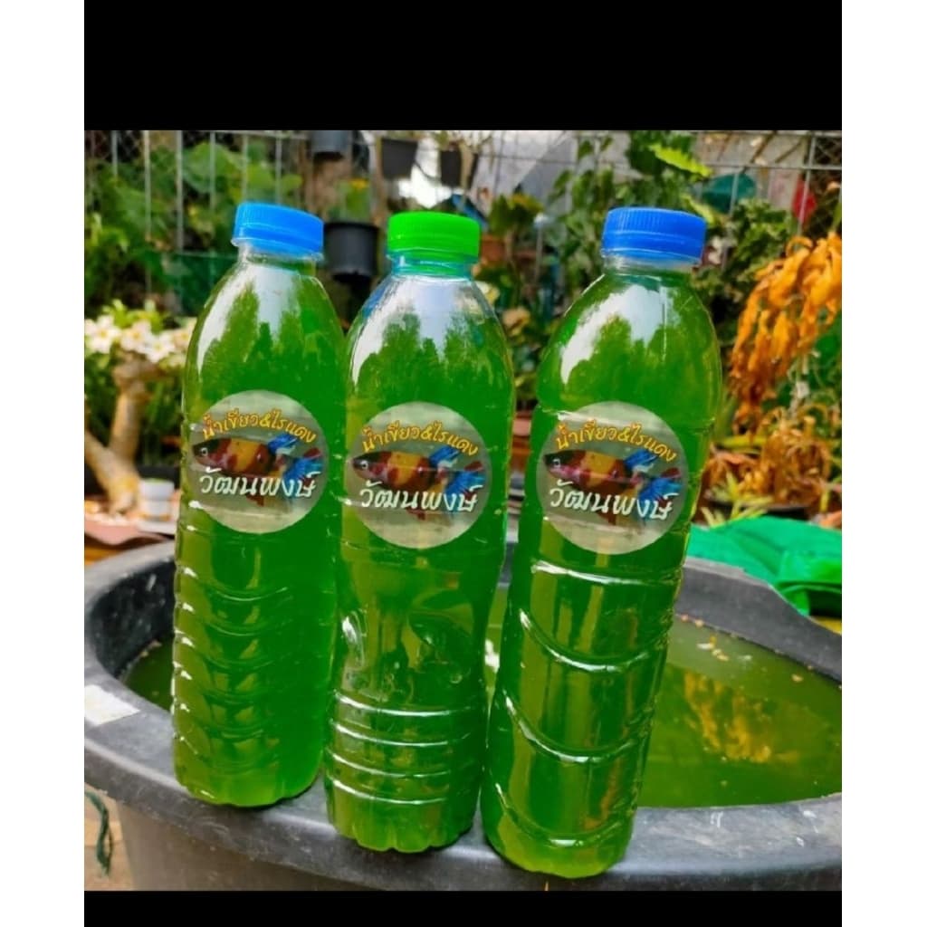 หัวเชื้อน้ำเขียวเข้มข้นมาก สาหร่ายคลอเรลล่า 600 ml. สำหรับเพาะขยายไรแดง ไรนางฟ้า